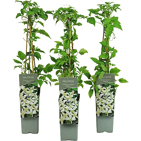 Berg-Waldrebe Wilsonii Höhe ca. 40 - 60 cm Topf ca. 2, Clematis montana günstig online kaufen