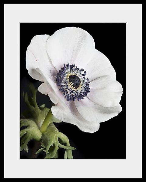 queence Bild »Leslie«, (1 St.), HD Premium Poster-Druck inkl. Holzrahmen günstig online kaufen