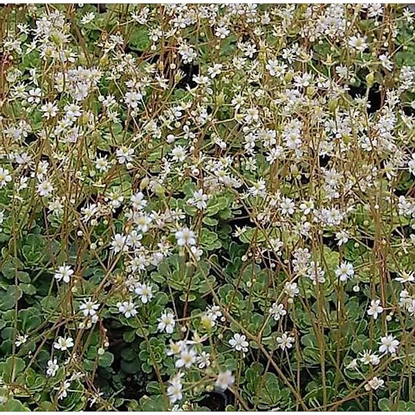 Keilblatt Steinbrech - Saxifraga cuneifolia günstig online kaufen