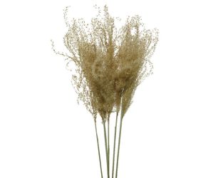 Trockenblume, Decoris season decorations, Trockenblumen Pampasgras günstig online kaufen
