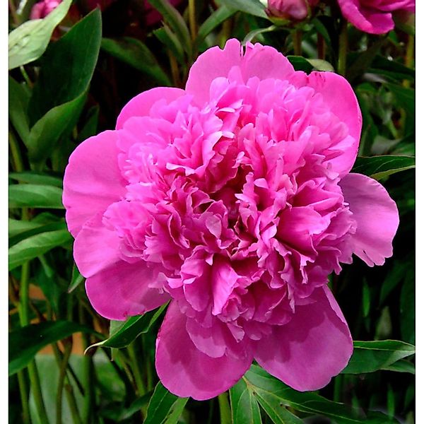 Edelpfingstrose Edulis Superba - Paeonia lactiflora günstig online kaufen