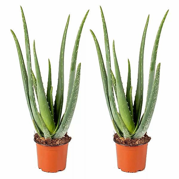 Casa Caron | 2er-Set Aloe Vera Barbadensis günstig online kaufen