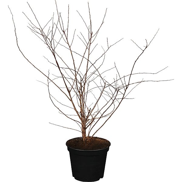 OBI Strauchspiere Snowmound Höhe ca. 40 - 60 cm Topf ca. 3,5, Spiraea günstig online kaufen