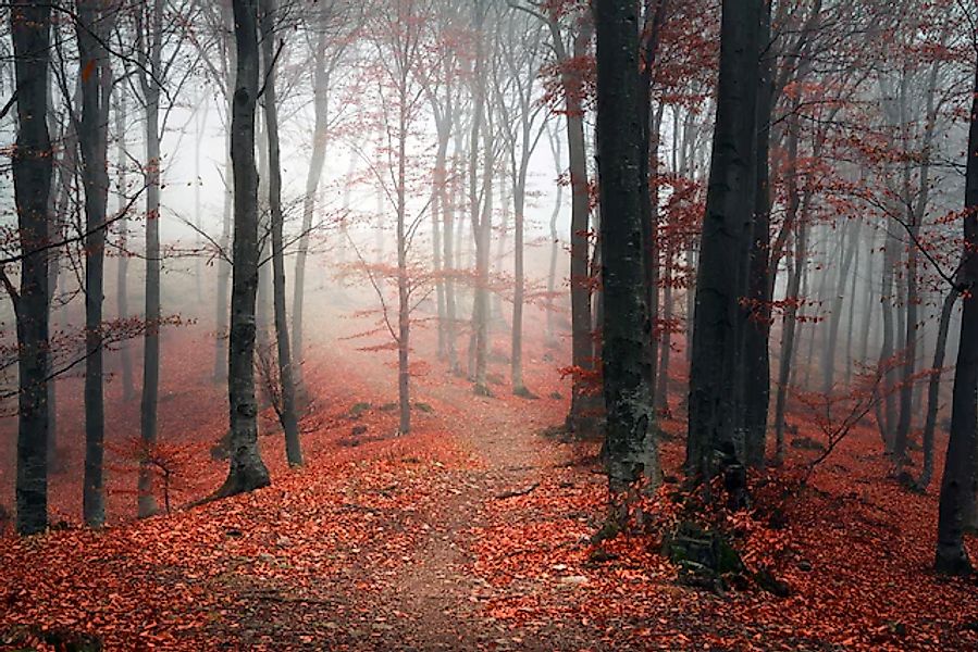 queence Leinwandbild »Herbstwald« Baumbilder   Bäume   Kunst   Modern 1 Stk günstig online kaufen