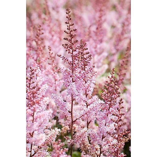 Astilbe Chinensis Serenade Prachtspiere Ca. 9x9 cm Topf günstig online kaufen
