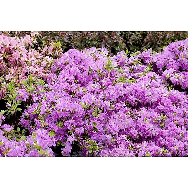 Rhododendron Obt. Diamant Enzianblau Enzianblau 15–20 cm günstig online kaufen