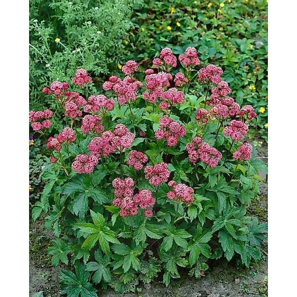 Astrantia Major Rosensinfonie Sterndolde Ca. 9x9 cm Topf günstig online kaufen