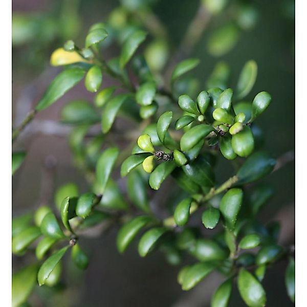 Japanische Stechpalme Edens Paradise 25-30cm - Ilex crenata günstig online kaufen