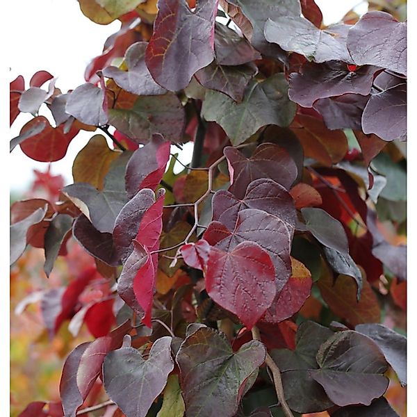 Hochstamm Kanadischer Judasbaum Merlot 100-125cm - Cercis canadensis günstig online kaufen