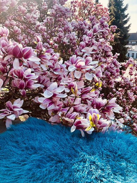 Hollert Fellteppich Tibet gelocktes Lammfell Schaffell, günstig online kaufen