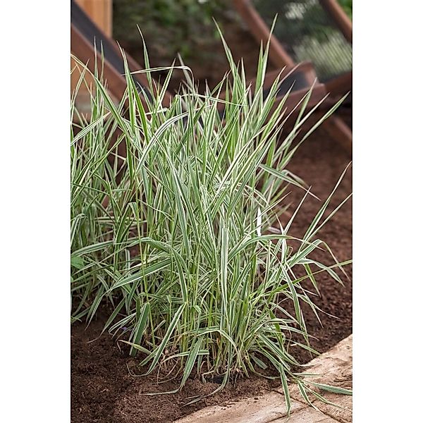 Phalaris Arundinacea Picta Buntes Rohrglanzgras Ca. 9x9 cm Topf günstig online kaufen