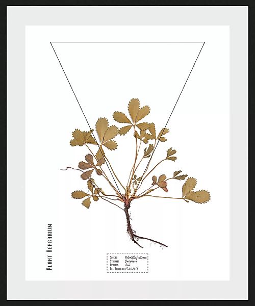 queence Bild »Potentilla fruticosa«, (1 St.) günstig online kaufen