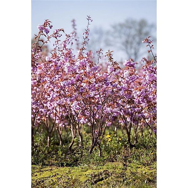 Prunus Serrulata Kanzan Japanische Blütenkirsche Rosa 60–80 cm günstig online kaufen