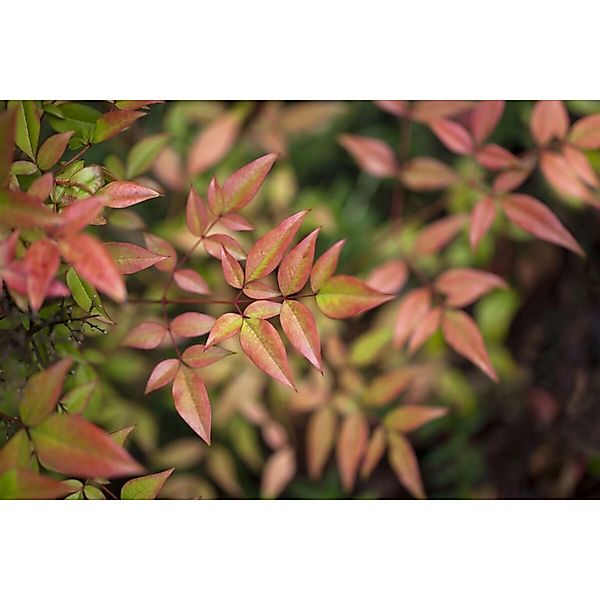 Nandina Domestica Gulf Stream Himmelsbambus Kompakt 20–30 cm günstig online kaufen