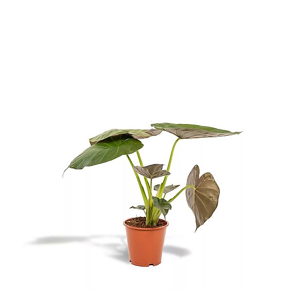 Hello Plants | Alocasia Wentii günstig online kaufen