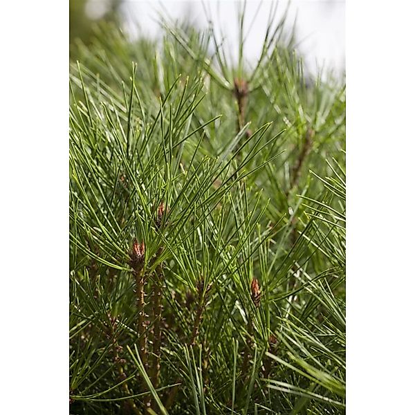 Pinus Densiflora Alice Verkade Japanische Rotkiefer 60–80 cm günstig online kaufen
