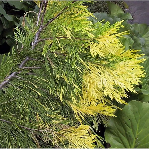 Gelbe Weihrauchzeder Aureovariegata 50-60cm - Calocedrus decurrens günstig online kaufen