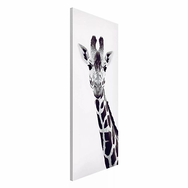 Magnettafel Giraffen Portrait in Schwarz-weiß günstig online kaufen