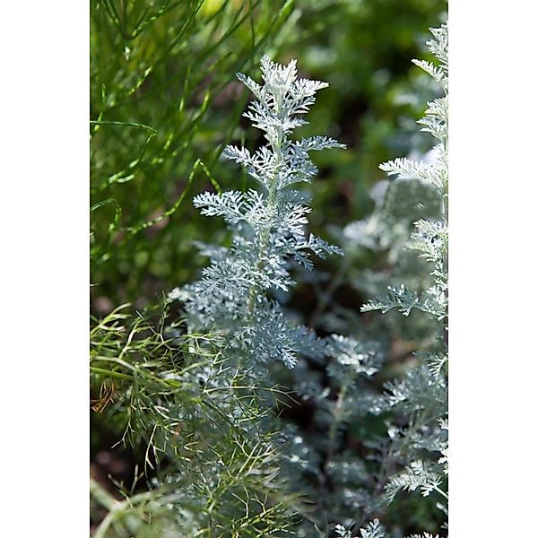Artemisia Schmidtiana Nana Silberrand Beifuß Ca. 9x9 cm Topf günstig online kaufen