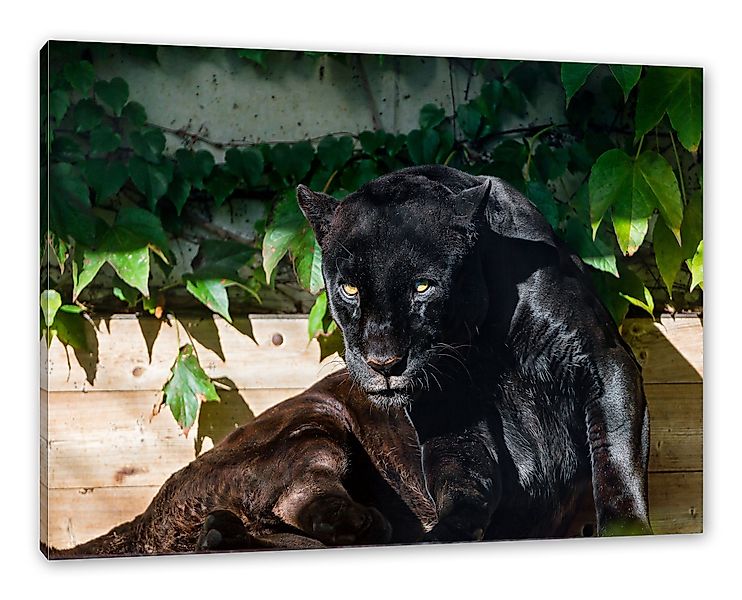 Pixxprint Leinwandbild schwarzer Panther, schwarzer Panther günstig online kaufen