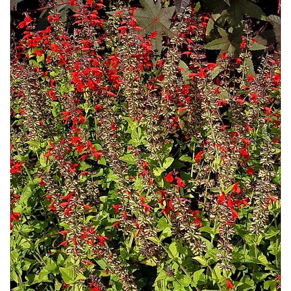 Garten Salbei Wendys Wish - Salvia cultorum günstig online kaufen