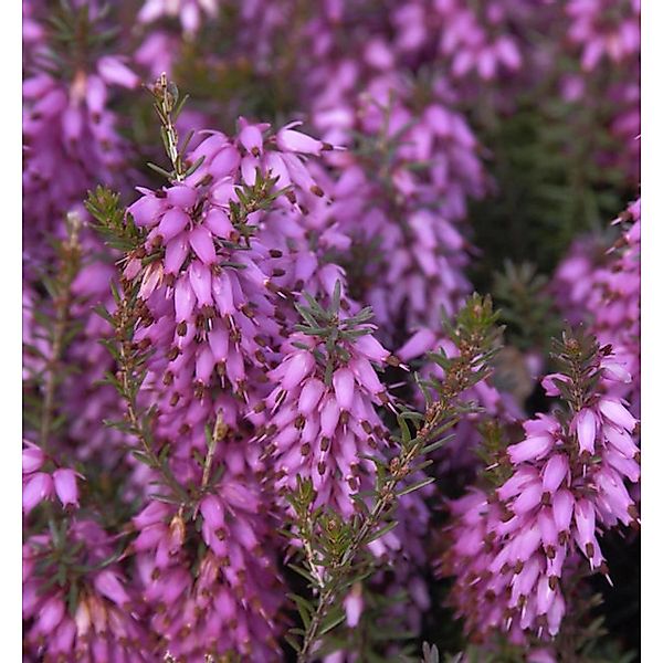 10x Winterheide Rosalie - Erica carnea günstig online kaufen