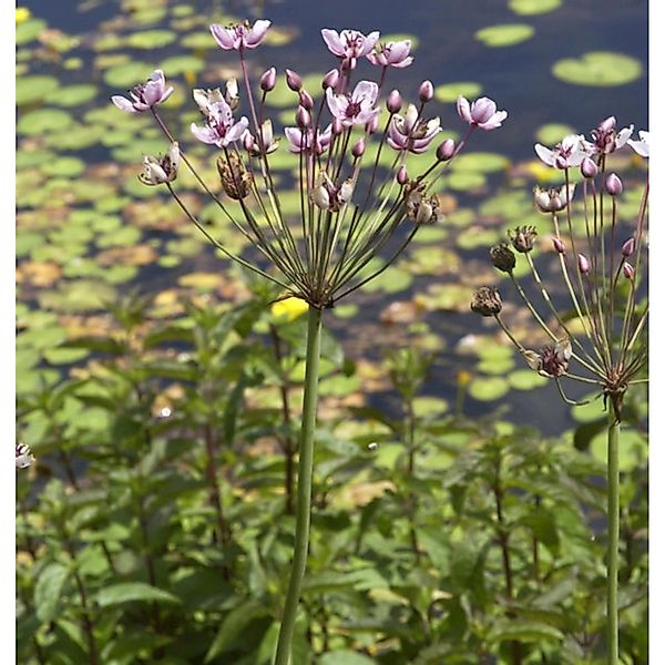 Blumenbinse - Butomus umbellatus günstig online kaufen