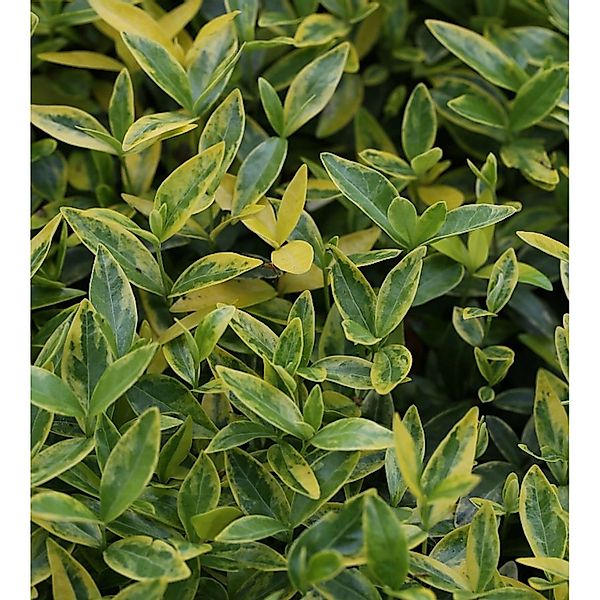 Kleinblättriges Immergrün Variegata - Vinca minor günstig online kaufen