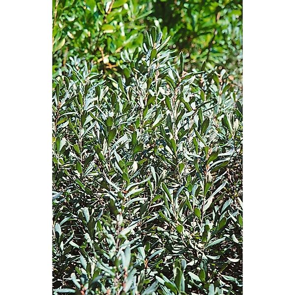 Myrica Gale Moor-Gagelstrauch Aromatisch 80–100 cm günstig online kaufen