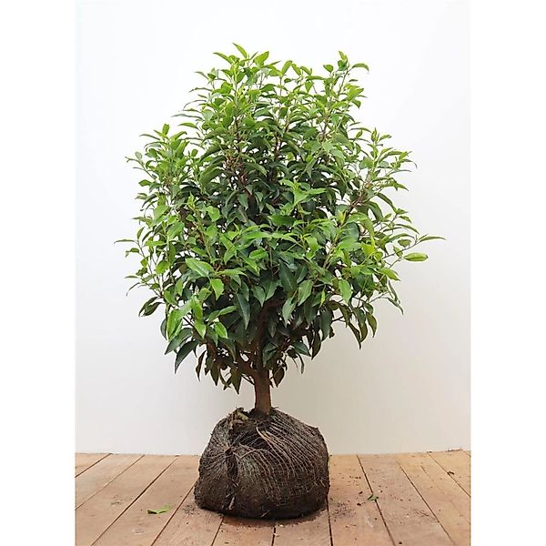 Prunus lusitanica 'Angustifolia' 40-60 cm günstig online kaufen