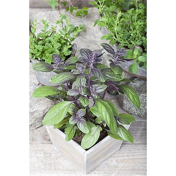 Ocimum Basilicum Basilikum 'Magic Blue' Ca. 11x11 cm Topf günstig online kaufen