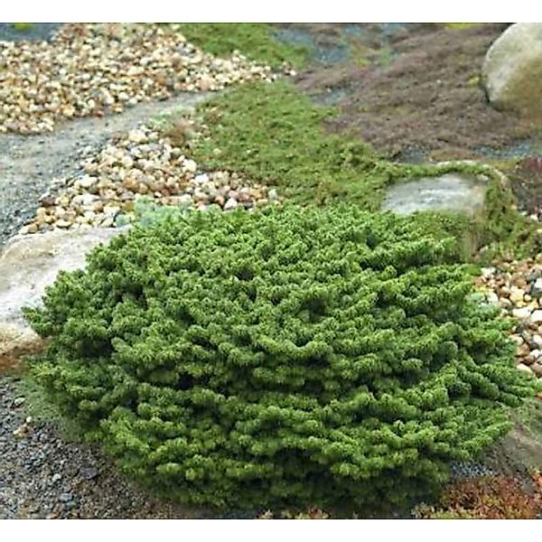 Zwerg Balsam Tanne Piccolo 15-20cm - Abies balsamea günstig online kaufen