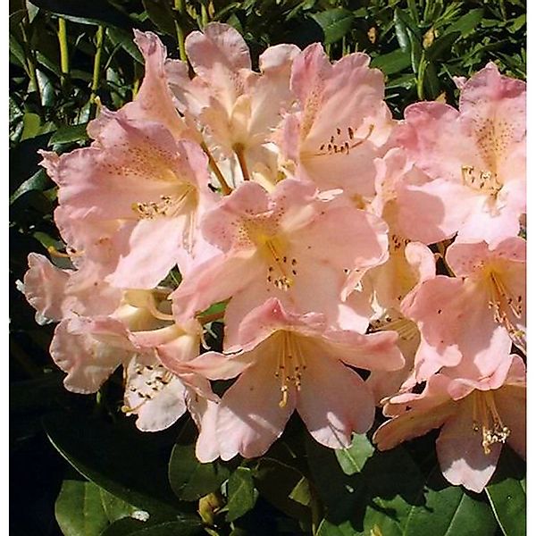 Rhododendron Percy Wiseman 50-60cm - Alpenrose günstig online kaufen