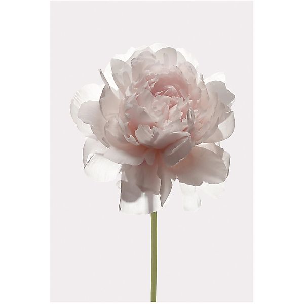 Komar Bild "Rose" Blumen 1 Stk. tlg. Wandbild zur Dekoration - ohne Rahmen günstig online kaufen