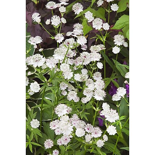 Astrantia Major Star Of Billion R Große Sterndolde Ca. 11x11 cm Topf günstig online kaufen
