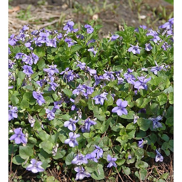 Wald Veilchen - Viola reichenbachiana günstig online kaufen