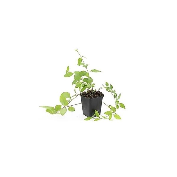 Exotenherz Bodendecker Großblättriges Immergrün Vinca Major Alba 9cm Topf S günstig online kaufen