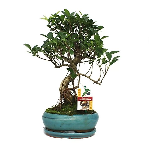 Exotenherz Bonsai Chinesischer Feigenbaum Ficus Retusa ca. 8 Jahre günstig online kaufen