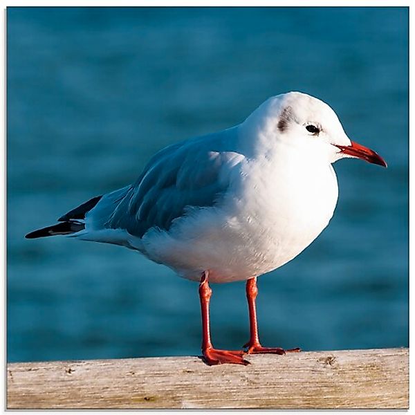 Artland Glasbild »Möwe«, Vögel, (1 St.), in verschiedenen Größen günstig online kaufen