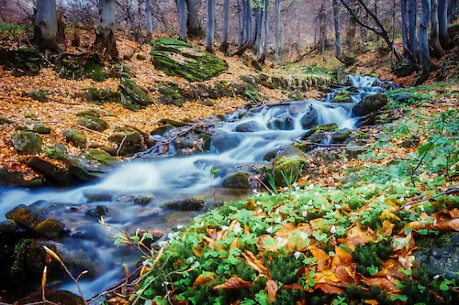 Papermoon Fototapete »Fluss im Wald« günstig online kaufen