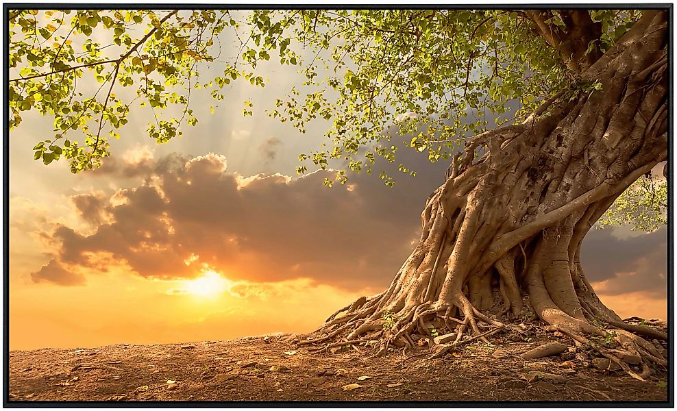 Papermoon Infrarotheizung »Alter Baum im Sonnenuntergang«, sehr angenehme S günstig online kaufen