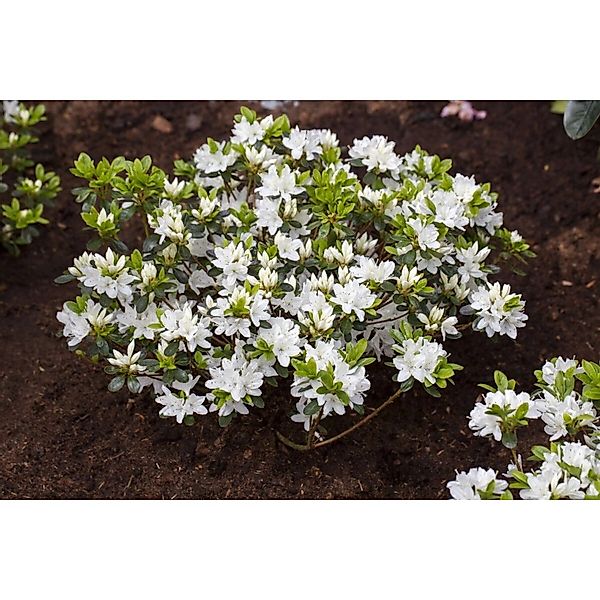 Rhododendron Obtusum Kermesina Alba Weiß 15–20 cm günstig online kaufen