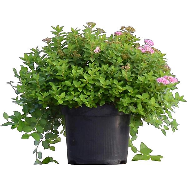Spierstrauch Höhe ca. 20 - 40 cm Topf ca. 4 l günstig online kaufen