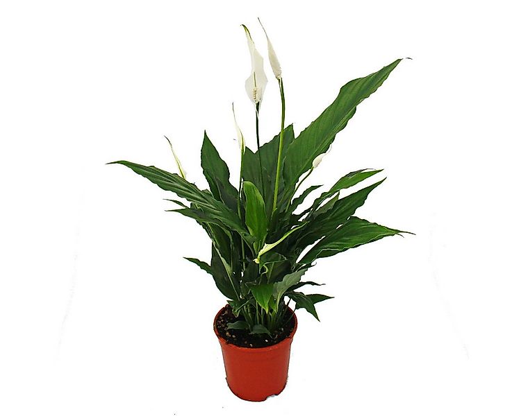 Exotenherz Zimmerpflanze Spathiphyllum, Einblatt, "Sweet Chico", 13cm Topf günstig online kaufen