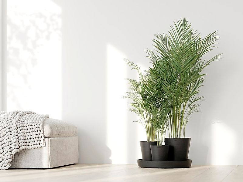 ECOPOTS Blumentopf "Dubai Dunkelgrau", für innen und außen: frostsicher, br günstig online kaufen