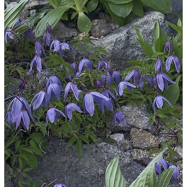 Alpen Waldrebe 100-125cm - Clematis alpina günstig online kaufen