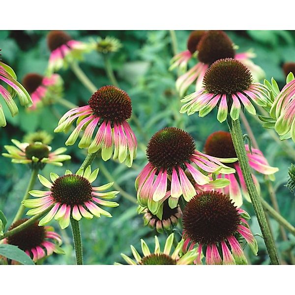 Echinacea Purpurea Green Envy R Roter Sonnenhut Ca. 11x11 cm Topf günstig online kaufen