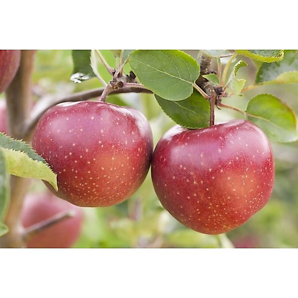 Pflanzen für Dich Obstpflanze Malus 'Jonagold', 1 St., Jonagold-Apfel, Apfe günstig online kaufen