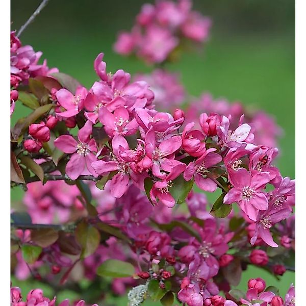 Zierapfel Eleyi 80-100cm - Malus Hybride günstig online kaufen