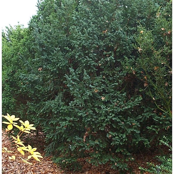 Dunkle Straucheibe Schwarzgrün 50-60cm - Taxus baccata günstig online kaufen